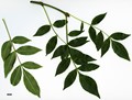 SpeciesSub: subsp. angustifolia SpeciesSub: subsp. angustifolia
